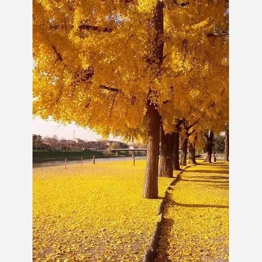 نهال ژینکو