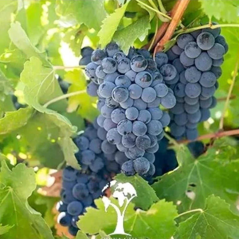 نهال انگور سیاه سردشت