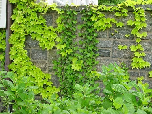 نهال چسپ رونده