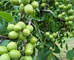 نهال گردو فرنور 5 ساله بزرگ
