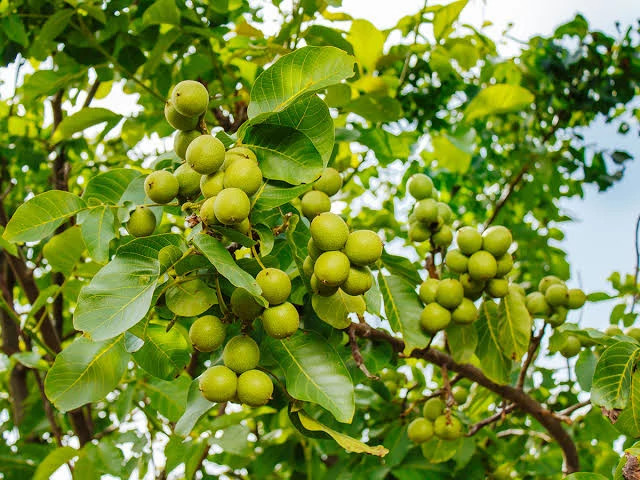 نهال گردو فرنور 5 ساله بزرگ