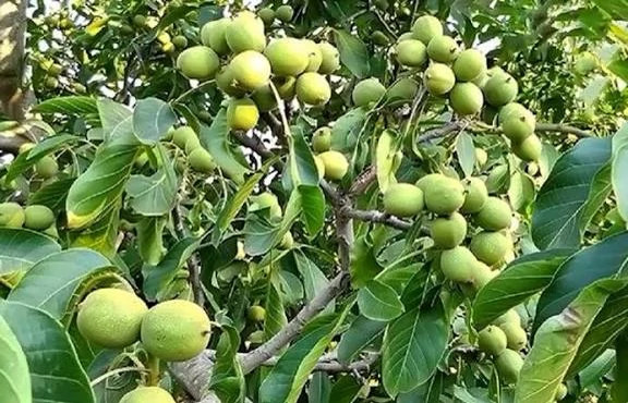 نهال گردو فرنور 5 ساله بزرگ