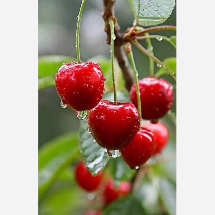 نهال گیلاس هلندی