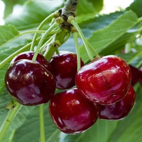نهال گیلاس هلندی
