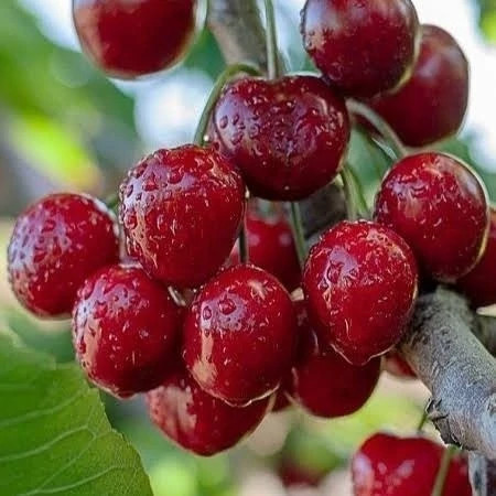 نهال گیلاس هلندی