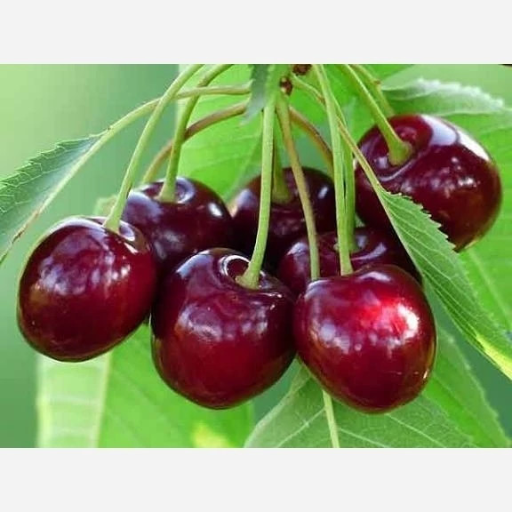 نهال گیلاس هلندی