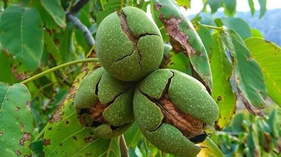 نهال گردو اسرائیلی
