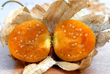 نهال فیسالیس