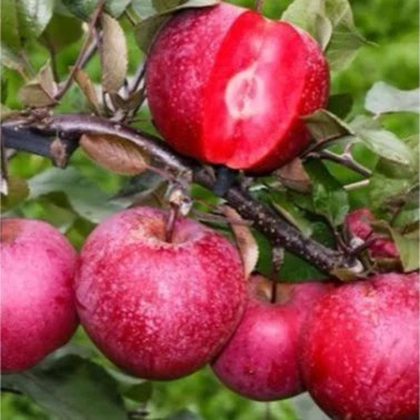 نهال سیب تو سرخ