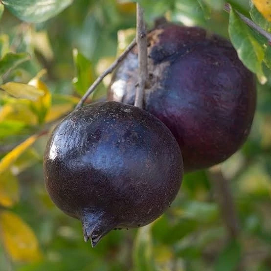 نهال انار پوست سیاه