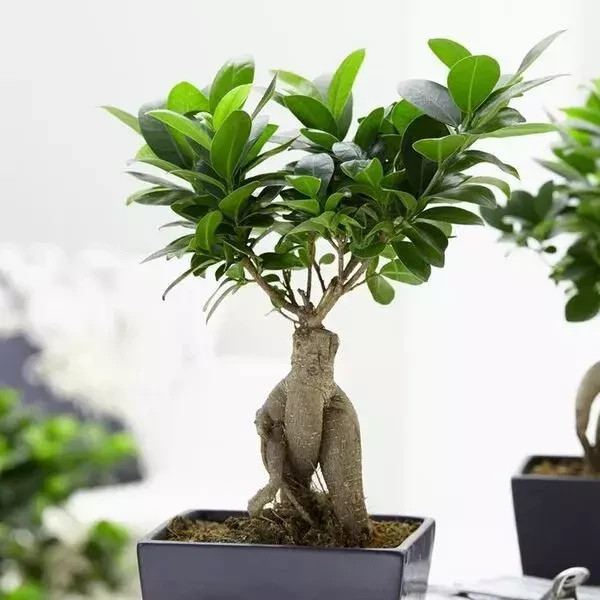نهال بونسای