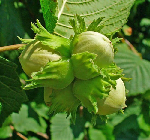 نهال فندق