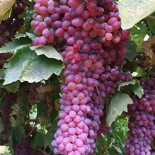 نهال انگور قرمز بیدانه