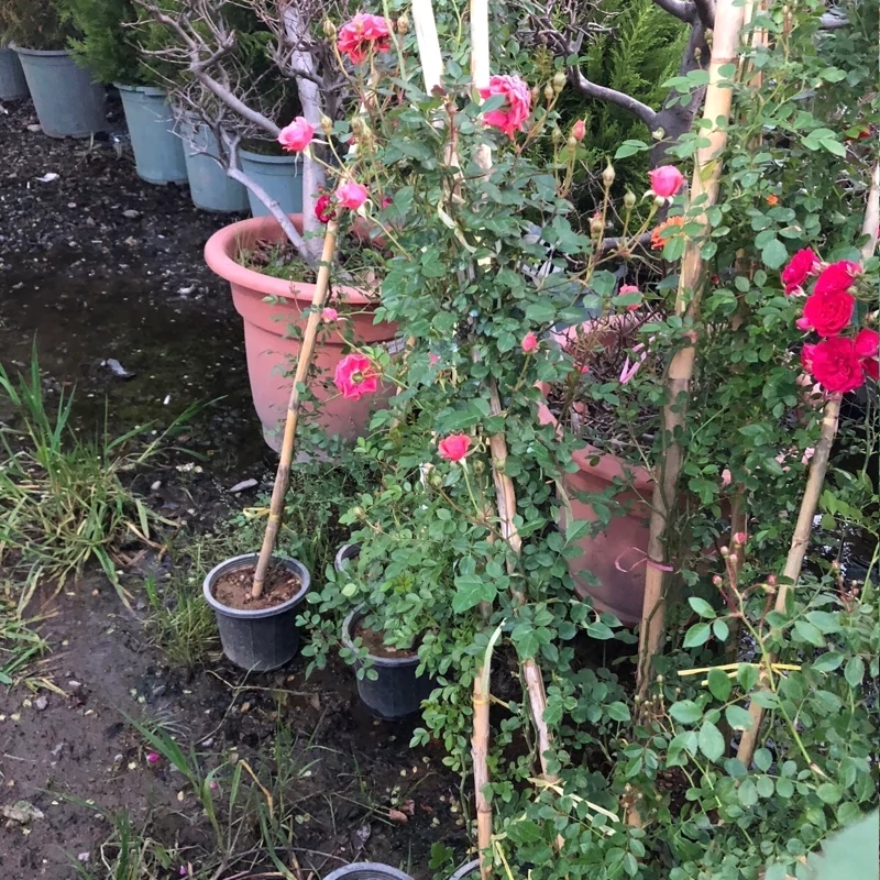 نهال رز رونده صورتی معطر
