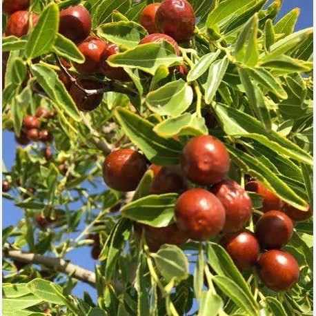 نهال عناب