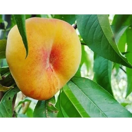 نهال هلو انجیری