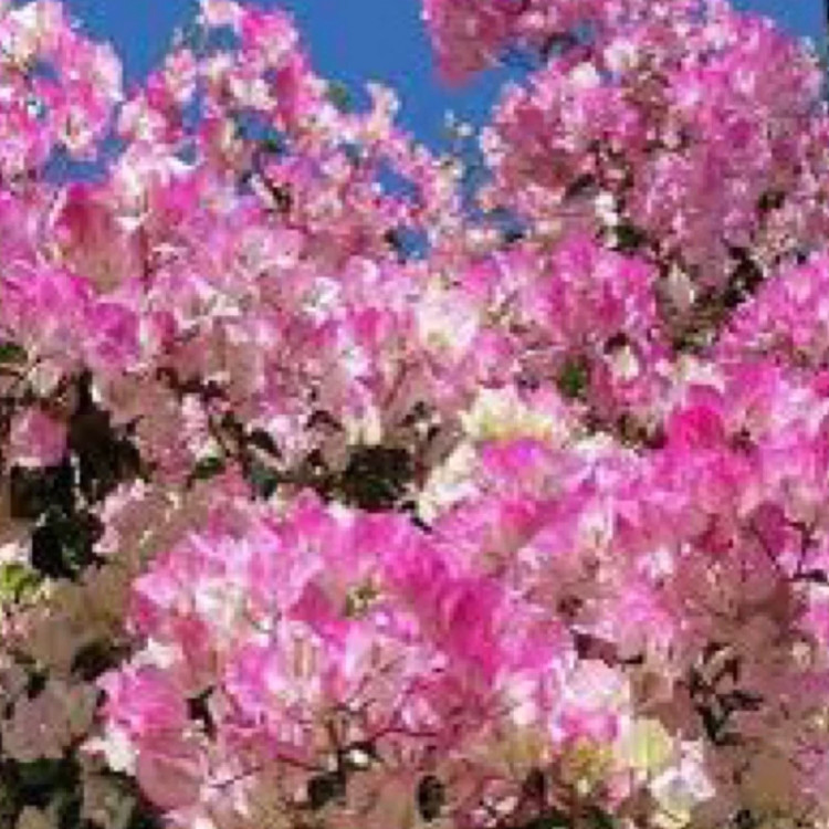 نهال گل کاغذی صورتی