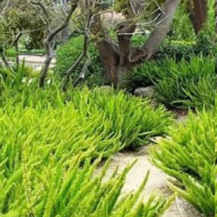 نهال دم روباهی