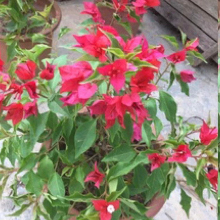 نهال گل کاغذی قرمز