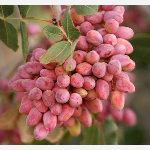 نهال پسته پیوندی بزرگ بن دار