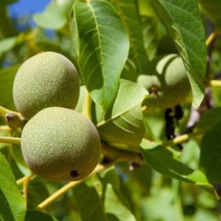 نهال گردو اسرائیلی