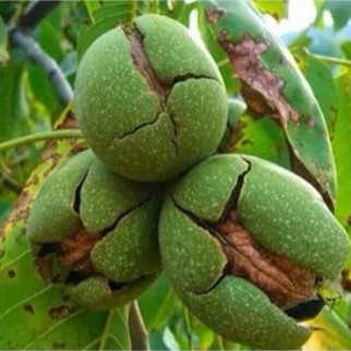 نهال گردو اسرائیلی