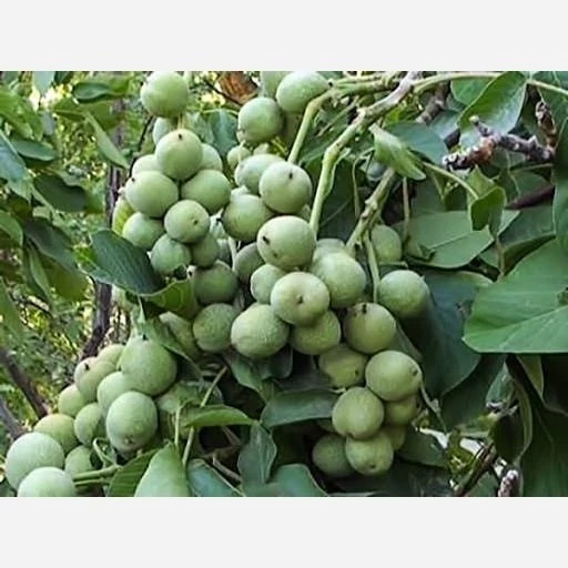 نهال گردو چندلر 5 ساله