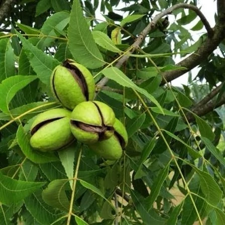 نهال گردو چندلر 5 ساله