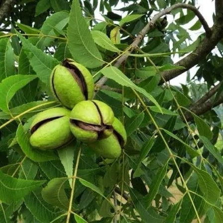 نهال گردو چندلر 5 ساله