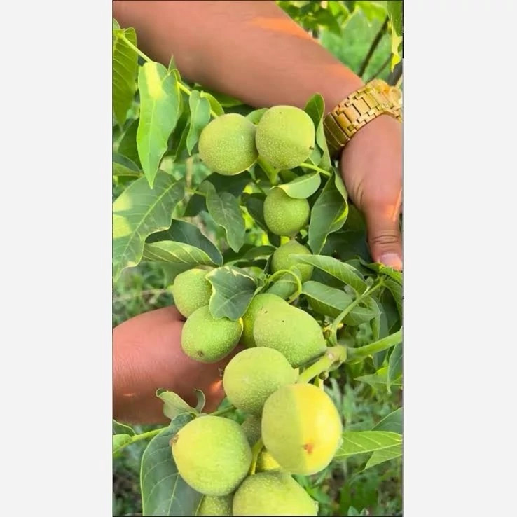 نهال گردو چندلر 5 ساله