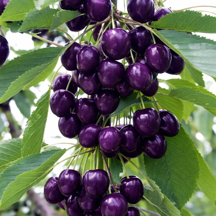 نهال گیلاس ژاپنی