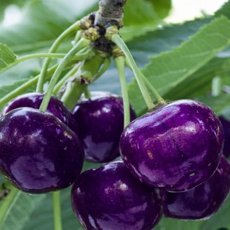 نهال گیلاس ژاپنی