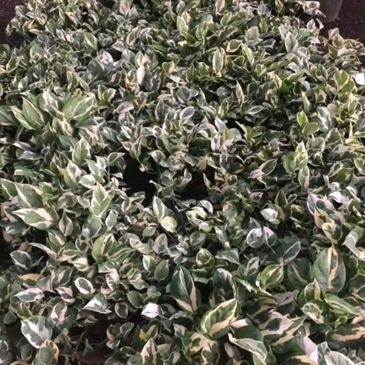 نهال پوتوس ارتشی