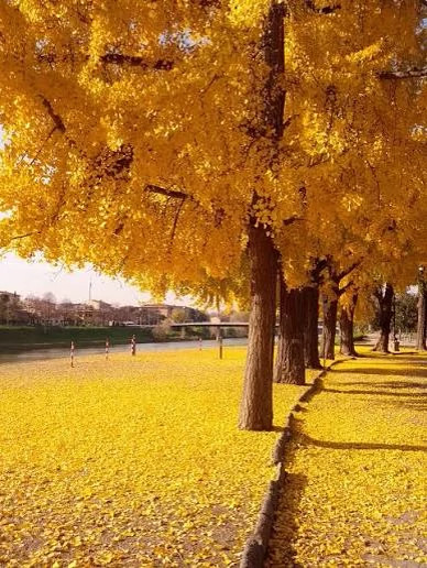 نهال زینتی ژینکو