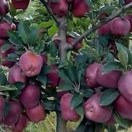 نهال سیب لبنانی
