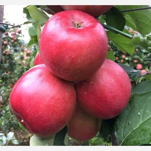 نهال سیب لبنانی
