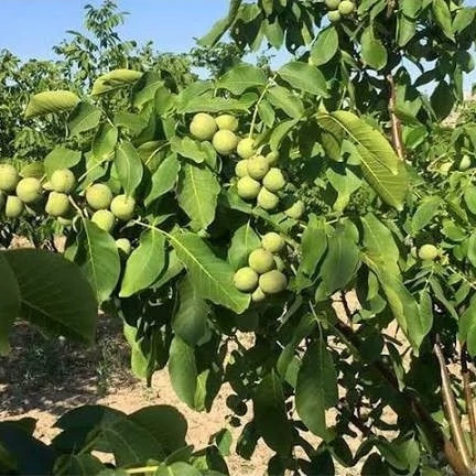 نهال گردو ژنوتیپ