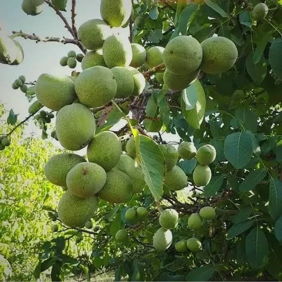 نهال گردو ژنوتیپ