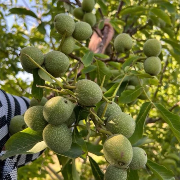 نهال گردو ژنوتیپ