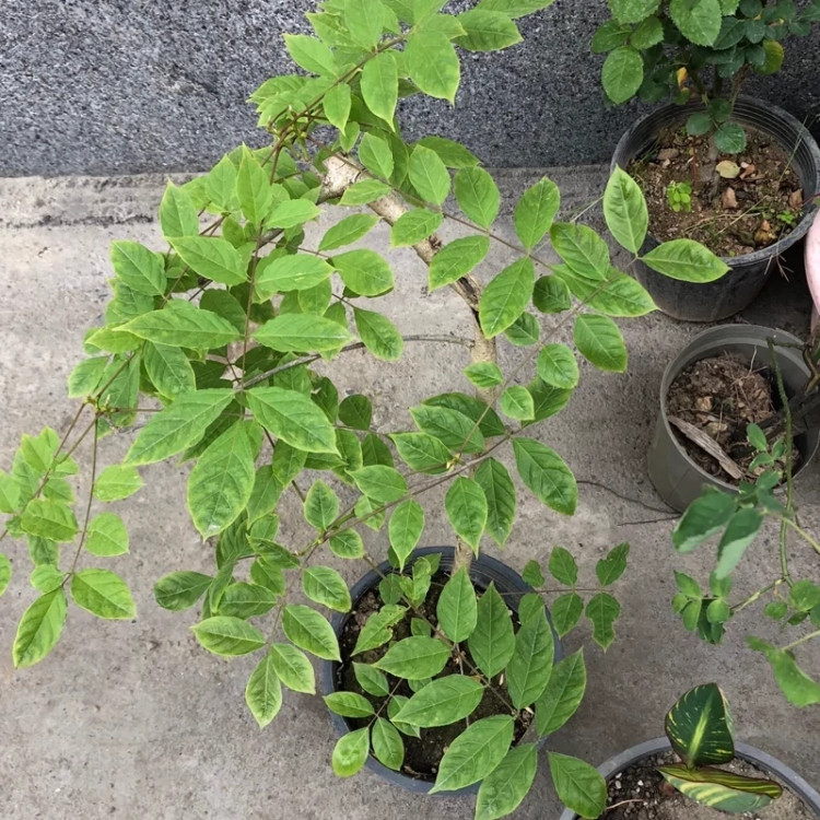 نهال گلیسین سفید ژاپنی