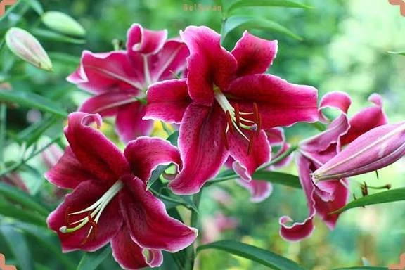 نهال گل سوسن صلح ( اسپاتی فیلوم)