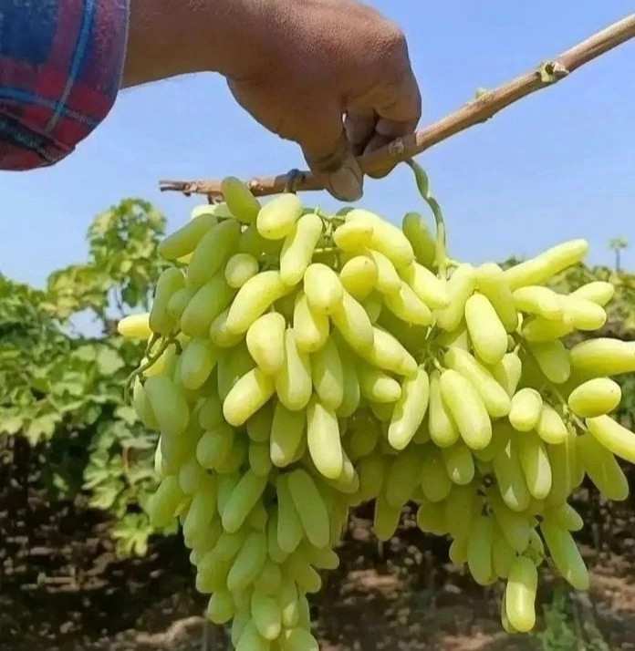 نهال انگور شصت عروس