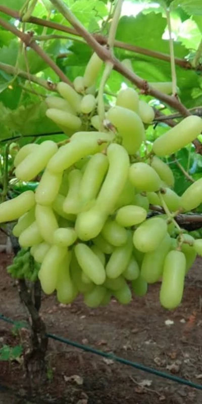نهال انگور شصت عروس