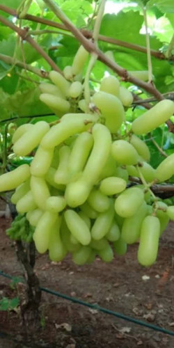 نهال انگور شصت عروس