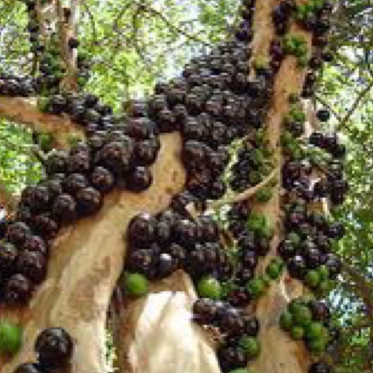 نهال انگور برزیلی درختی