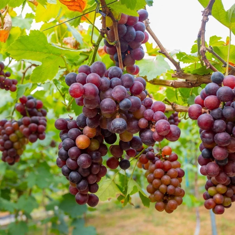 نهال انگور صاحبی سیاه