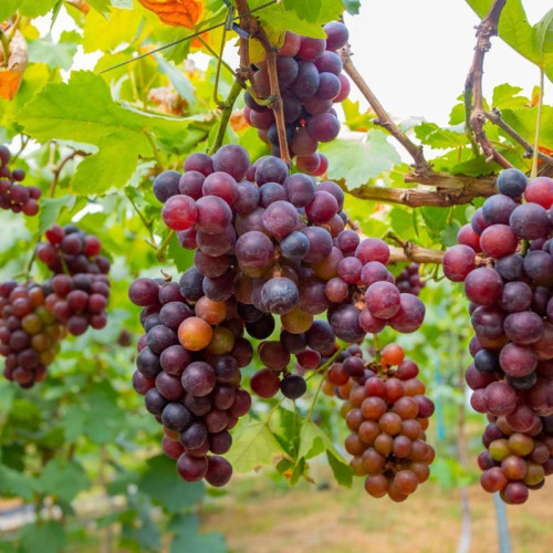 نهال انگور صاحبی سیاه