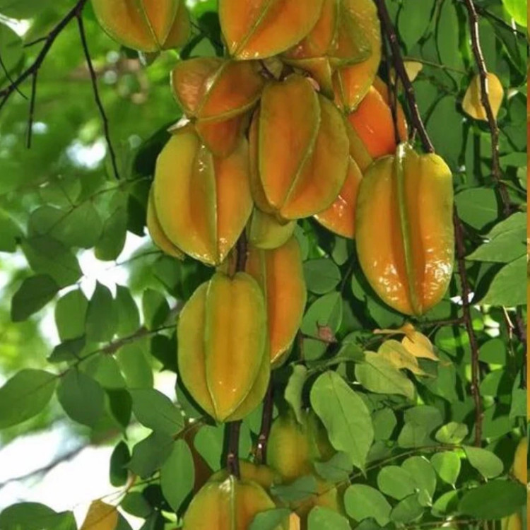 نهال استار فروت