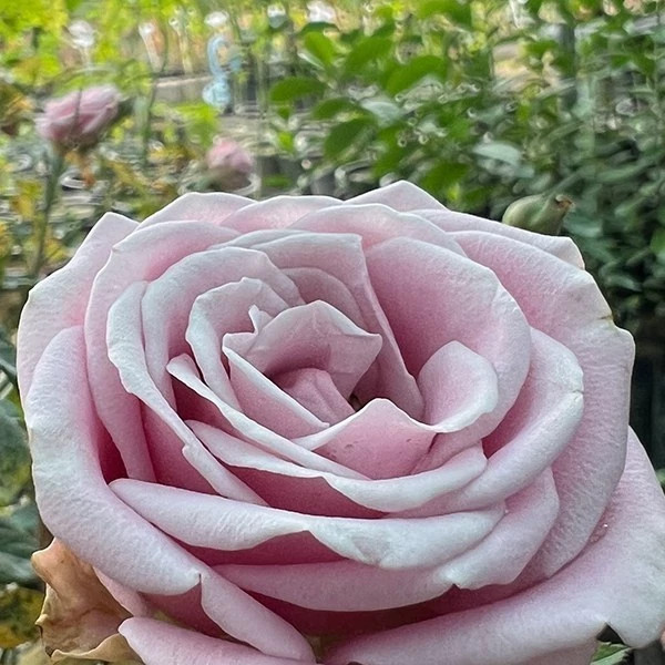 نهال رز ابریاسی