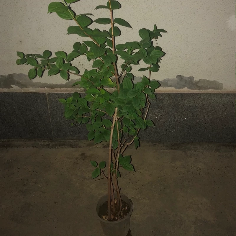 نهال یاس درختی